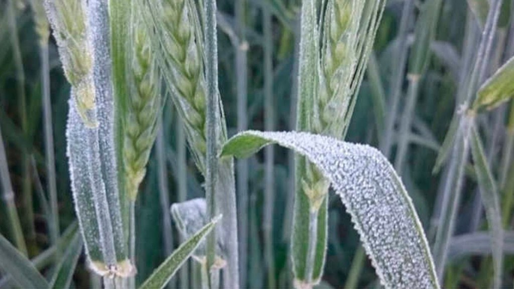 Primeira frente fria do ano impacta a agricultura em diversas regiões
