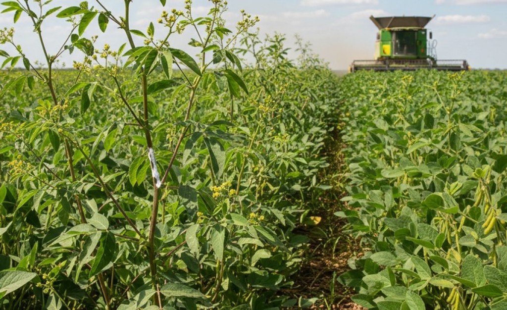 Planta daninha resistente pode elevar custo da próxima safra de soja