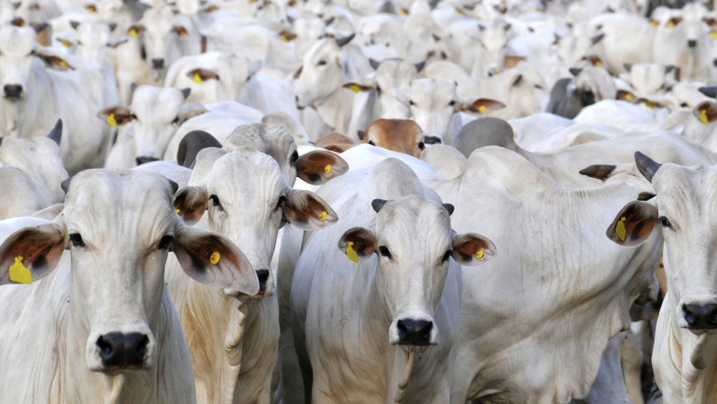 Termina hoje prazo para produtores de 17 estados declarar rebanhos