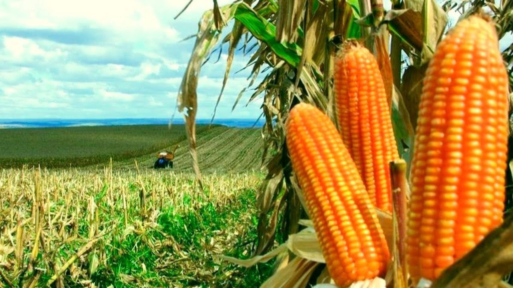 Sorriso sedia abertura nacional da colheita do milho safrinha 2025