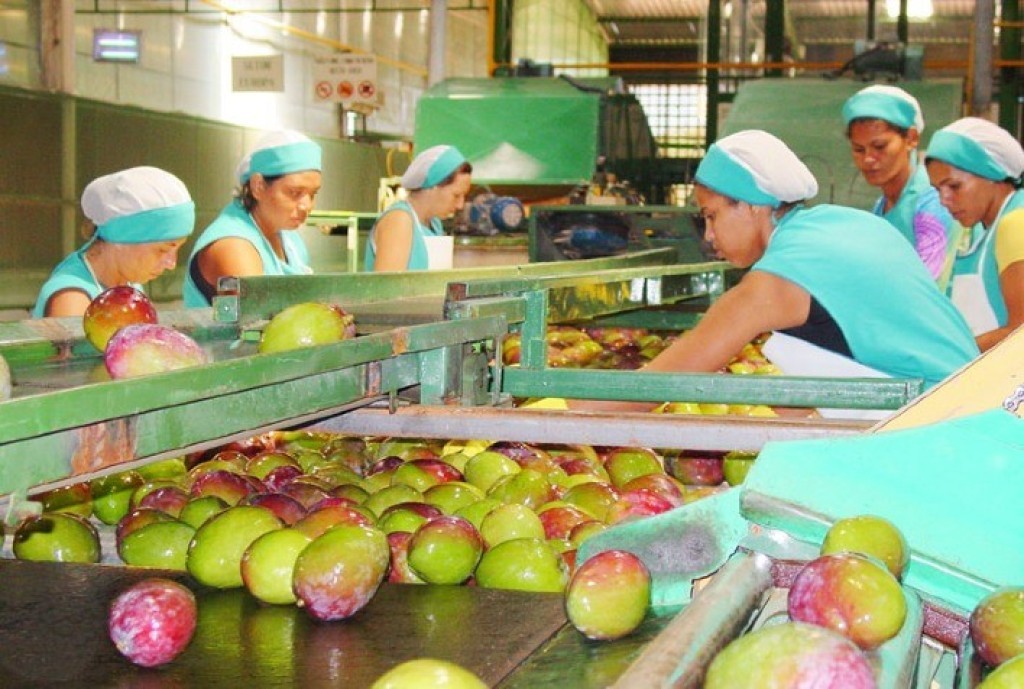 Exportações de frutas resistem às barreiras tarifárias de Trump