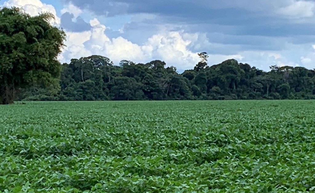 Produção de soja no Nordeste deve crescer 7,5%, aponta Conab