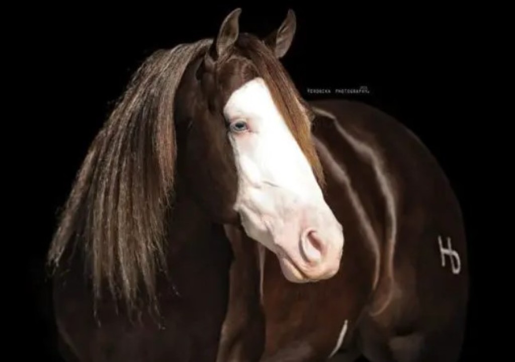 Cavalo é vendido por R$ 88 milhões em leilão de Nazário