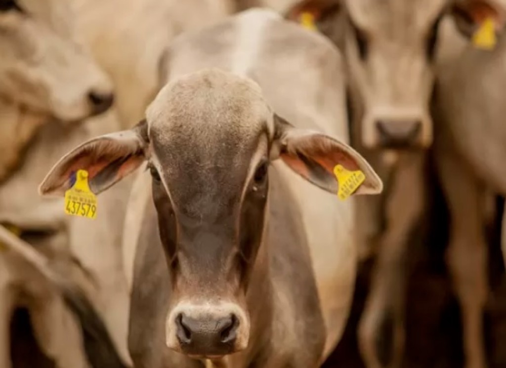 Já está valendo: produtores devem declarar seus rebanhos em seis estados