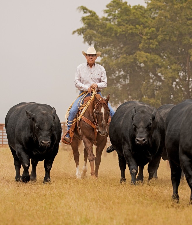 Leilão de touros Angus, Brangus e Ultrablack impulsiona nova fase da pecuária nordestina