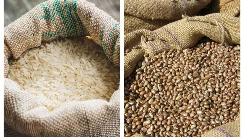 Arroz e feijão chegam ao fim de agosto com oferta menor e preços firmes