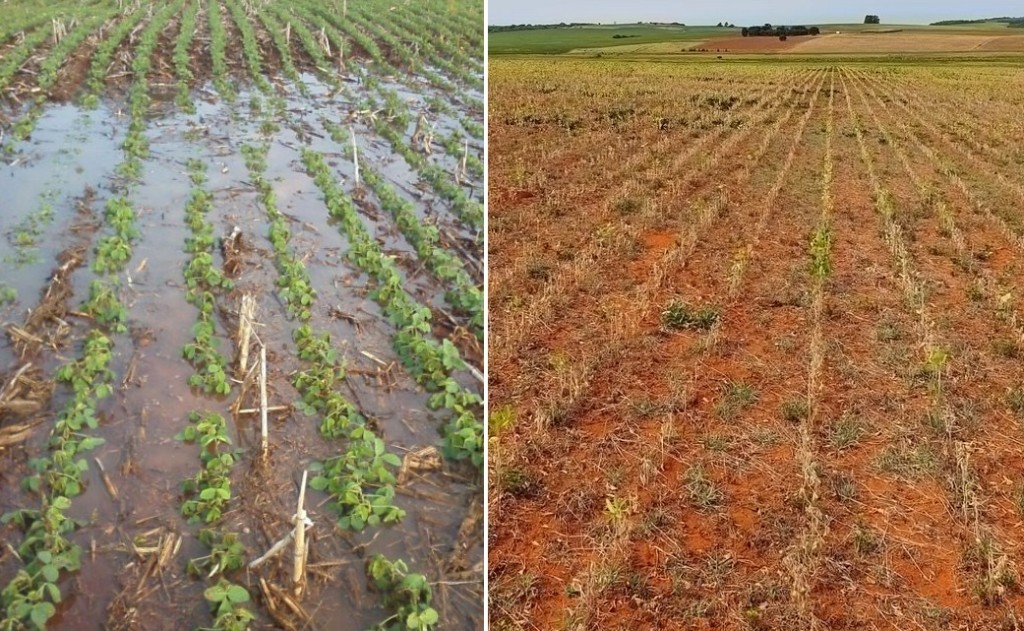 Primavera chega terça com previsão de safra recorde mesmo sob ameaça de el niño histórico