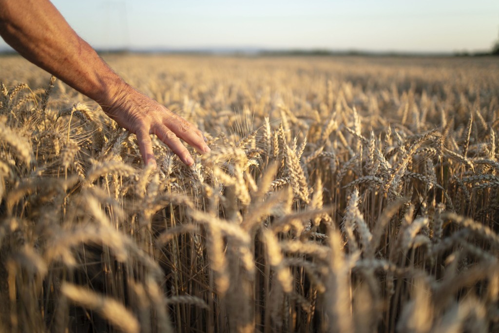 Inovações em trigo e soja podem aumentar a produtividade
