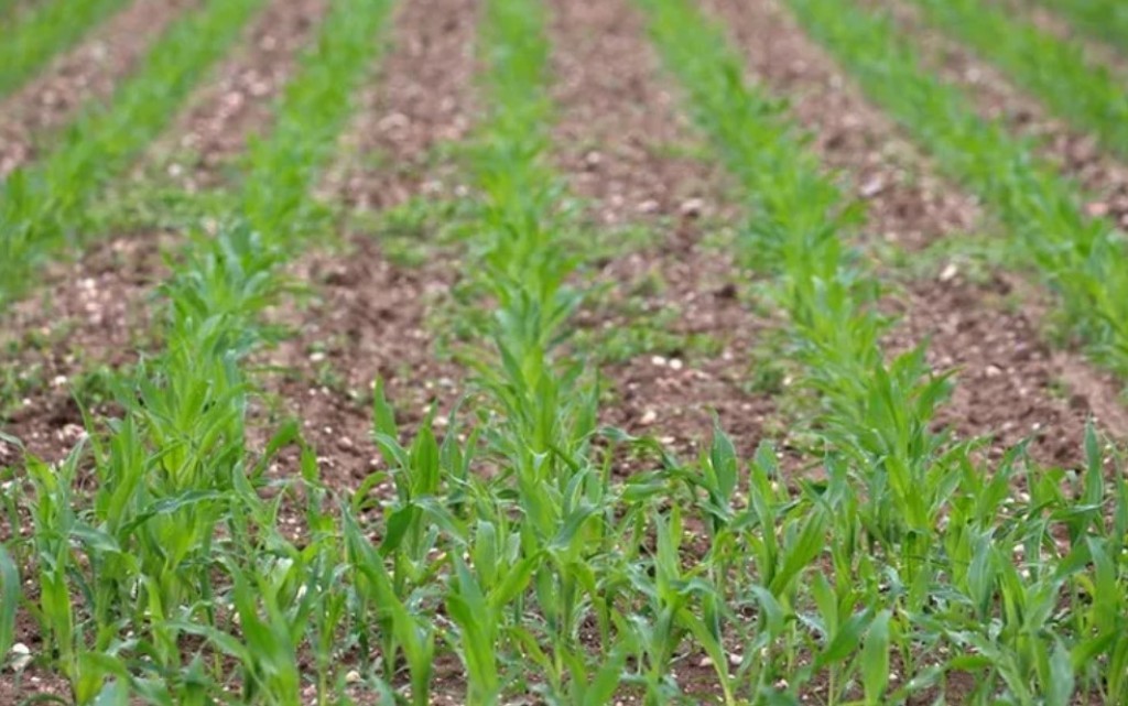 Estado aposta em alta de produtividade e expansão do milho para etanol