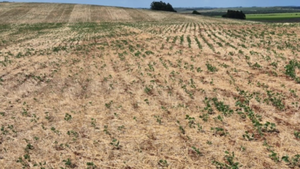 Seca atinge solo em até 40% das principais regiões agrícolas