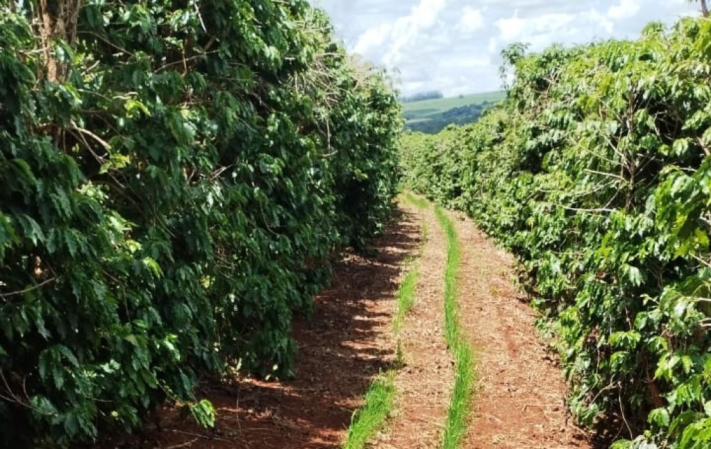 Conab projeta safra de 55,2 milhões de sacas de café em 2025