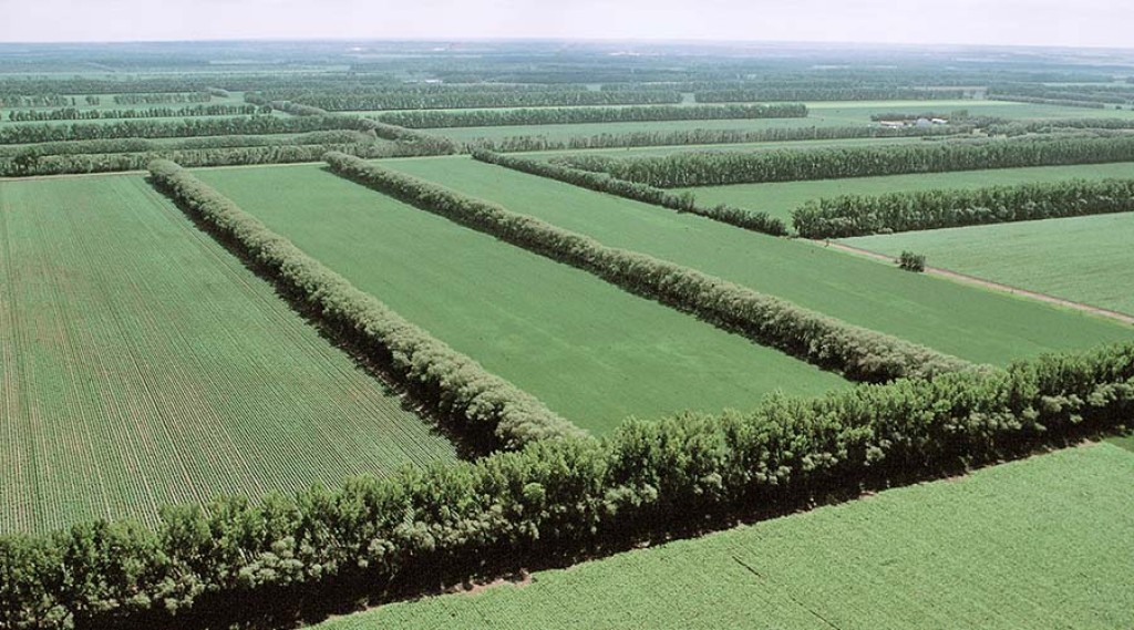 Carta destaca papel do agronegócio no combate às mudanças climáticas