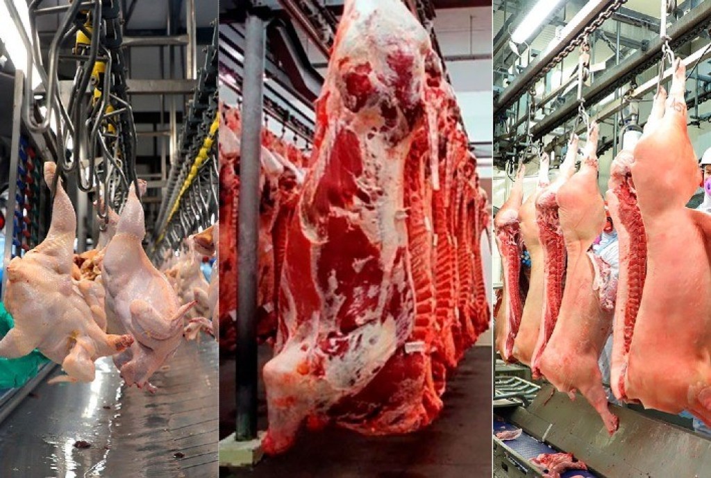 Produção de carnes e ovos bate recorde e consolida ciclo de expansão no setor