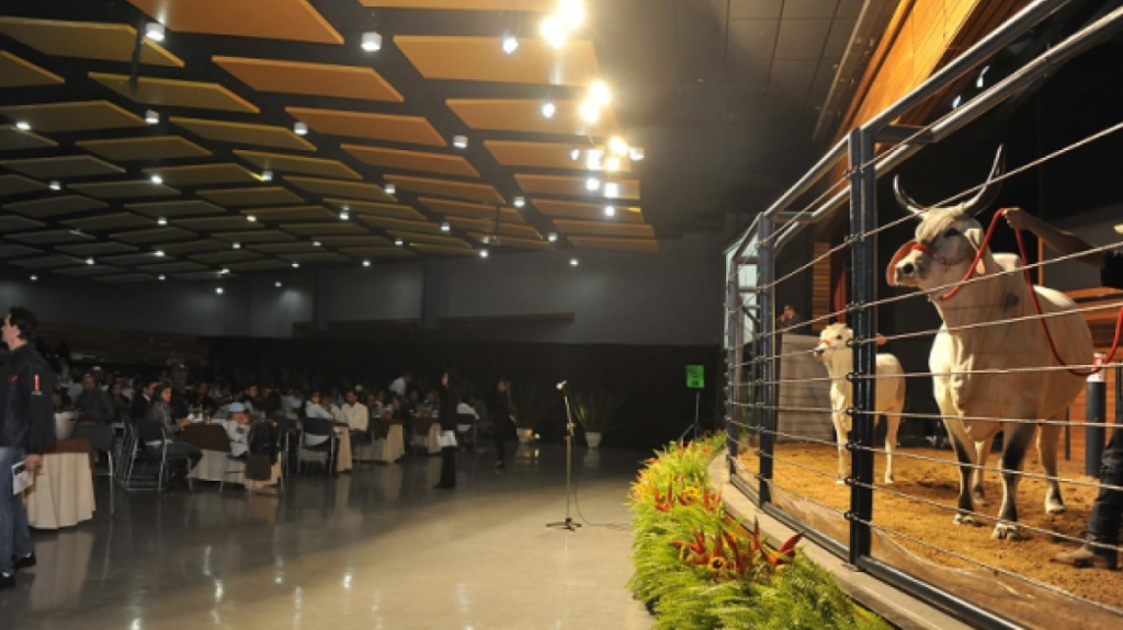 ExpoZebu começa hoje. Primeiro leilão vendeu mais de R$ 600 mil