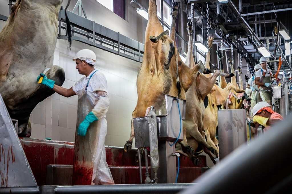 Produção animal registra crescimento nos abates  no primeiro trimestre