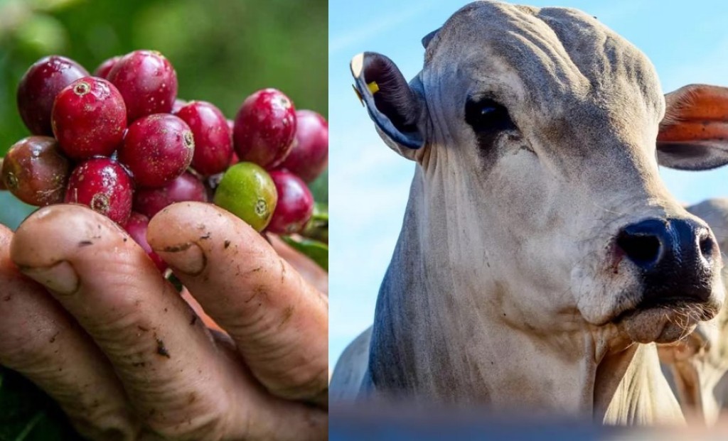 TRF6 confirma que produtor rural não precisa de ART nem registro no CREA