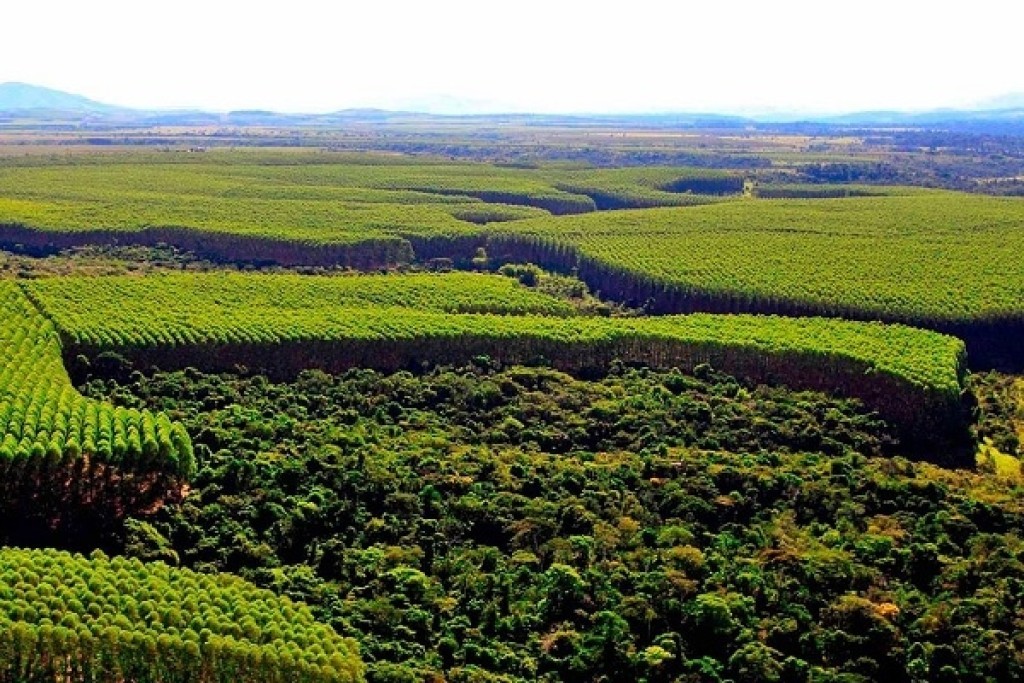 Congresso conclui novo modelo de licença ambiental especial e agro vê chance de destravar projetos estratégicos