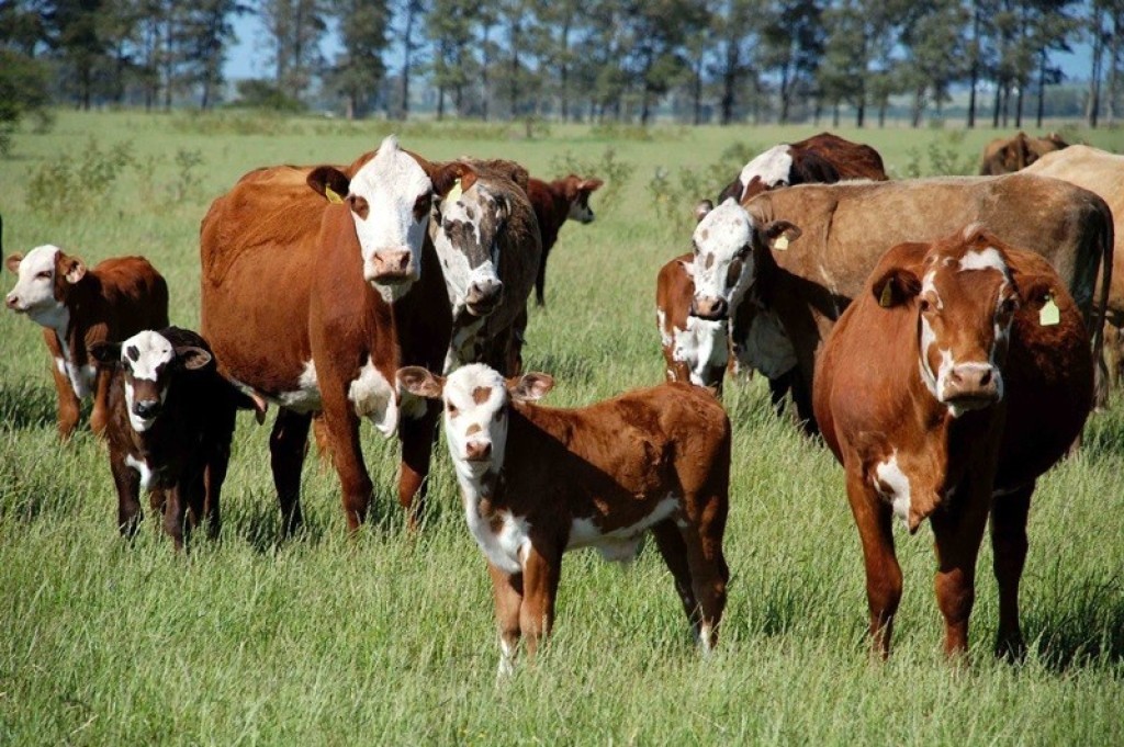 Calor coloca rebanhos de quatro Estados em risco até domingo