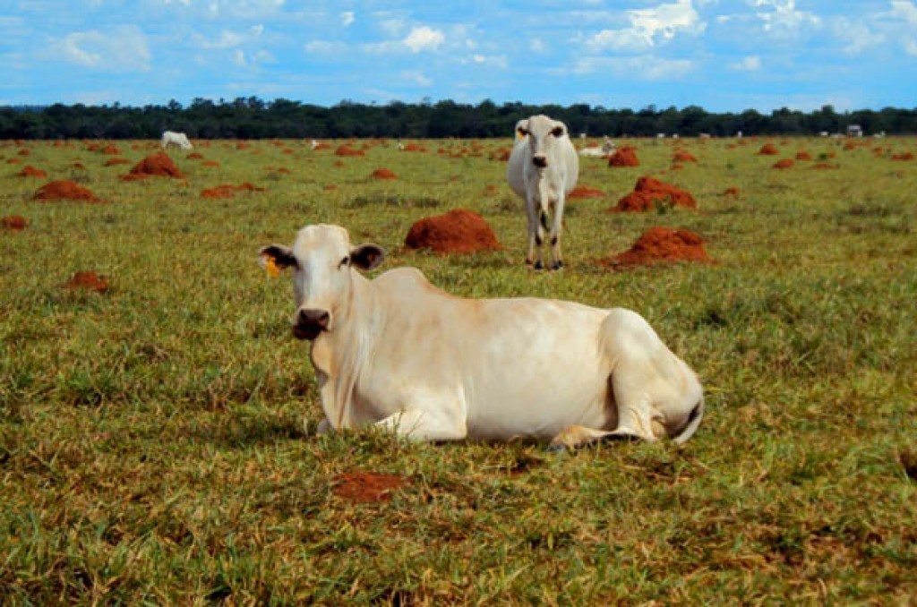 Acrimat alerta pecuaristas de Mato Grosso para os riscos da estiagem
