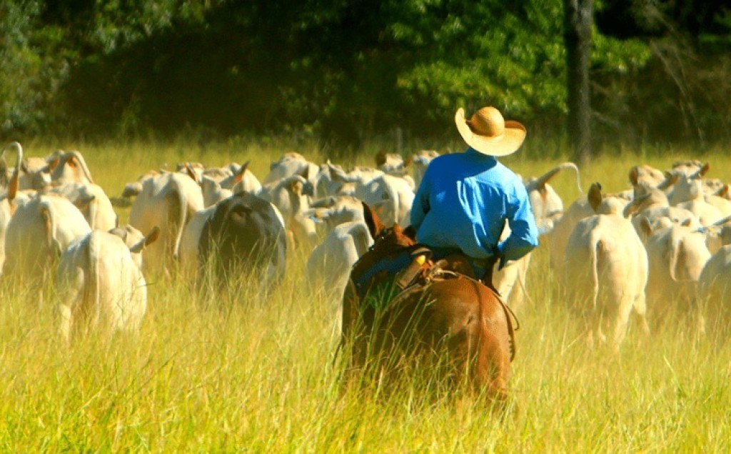 Pecuária deve movimentar mais de R$ 42 bilhões em 2026, projeta Imea