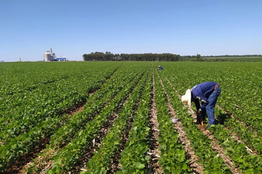 Estado deve ter recorde no agronegócio e VBP de R$ 119,4 bilhões em 2025