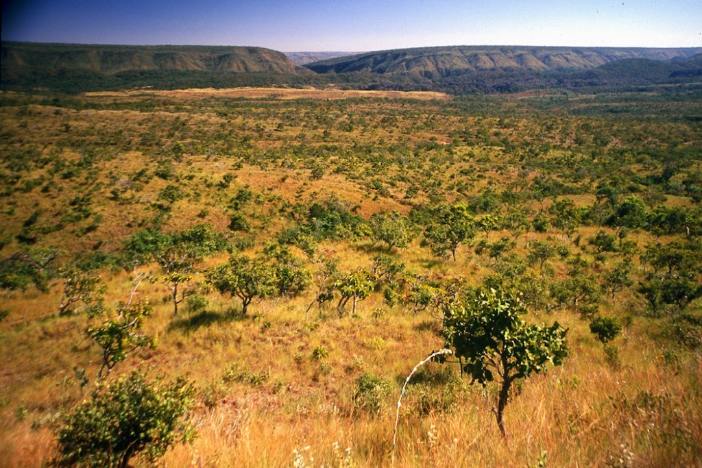 Estudo amplia peso de pastagens no carbono e reforça papel do agro na agenda ambiental