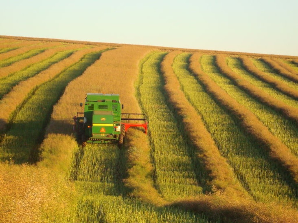 Brasil deve produzir 600 mil toneladas de canola nesta safra