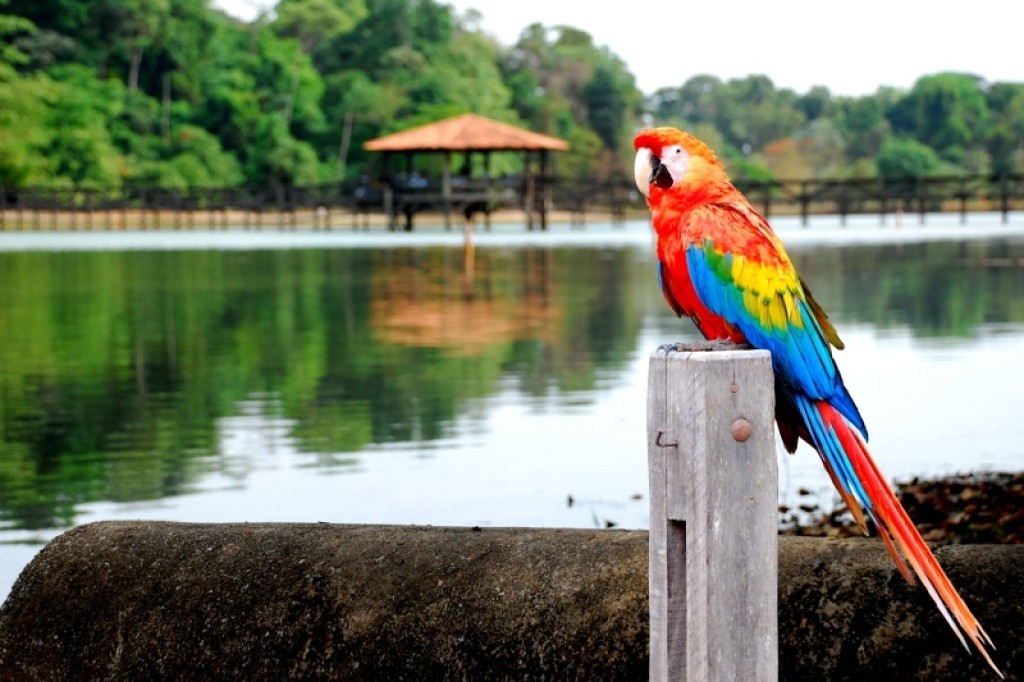 Sinop sediará primeiro evento de observação de aves de Mato Grosso