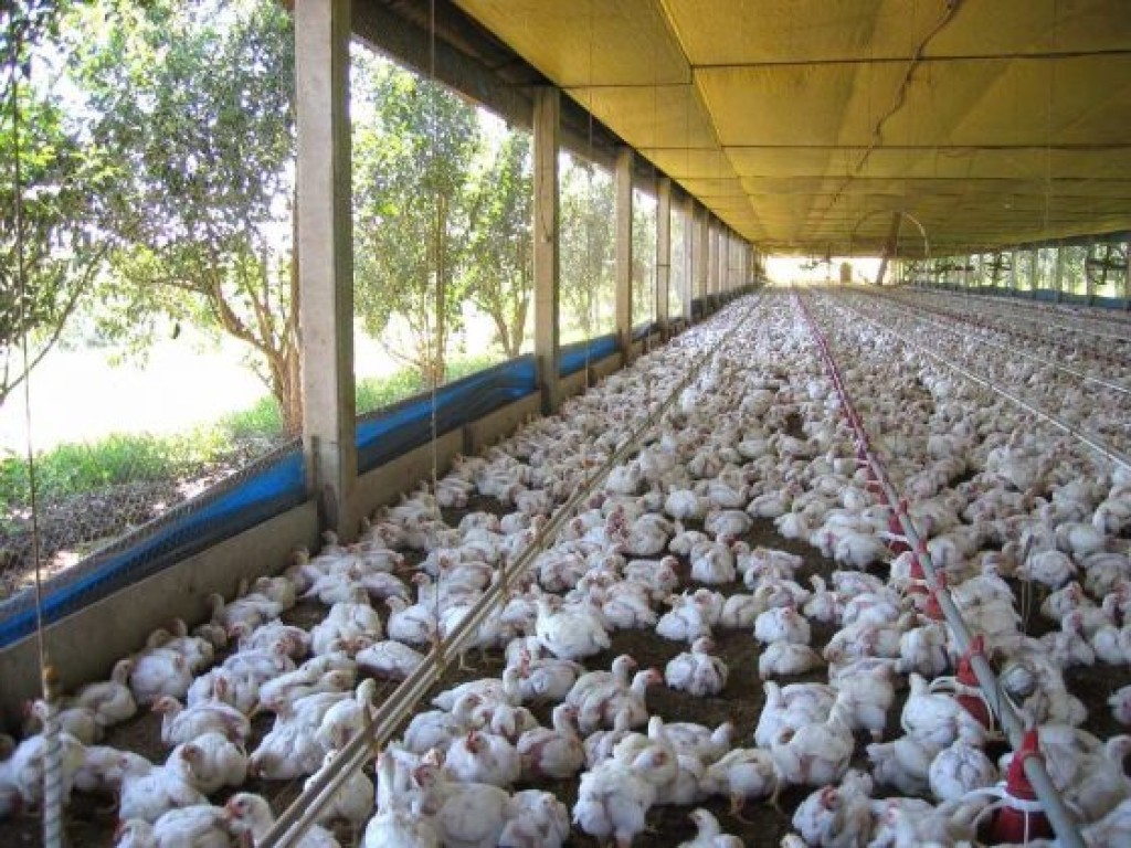 Carne de frango pode voltar a ser exportada a partir do dia 28
