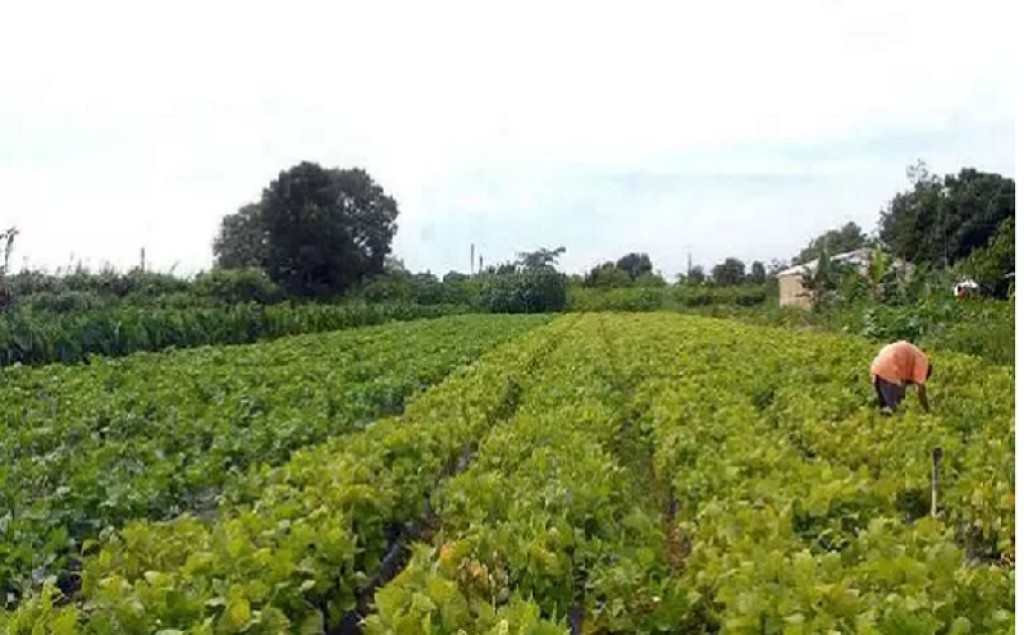 Protocolo Verde consolida padrão para soja amazônica enquanto moratória segue no STF