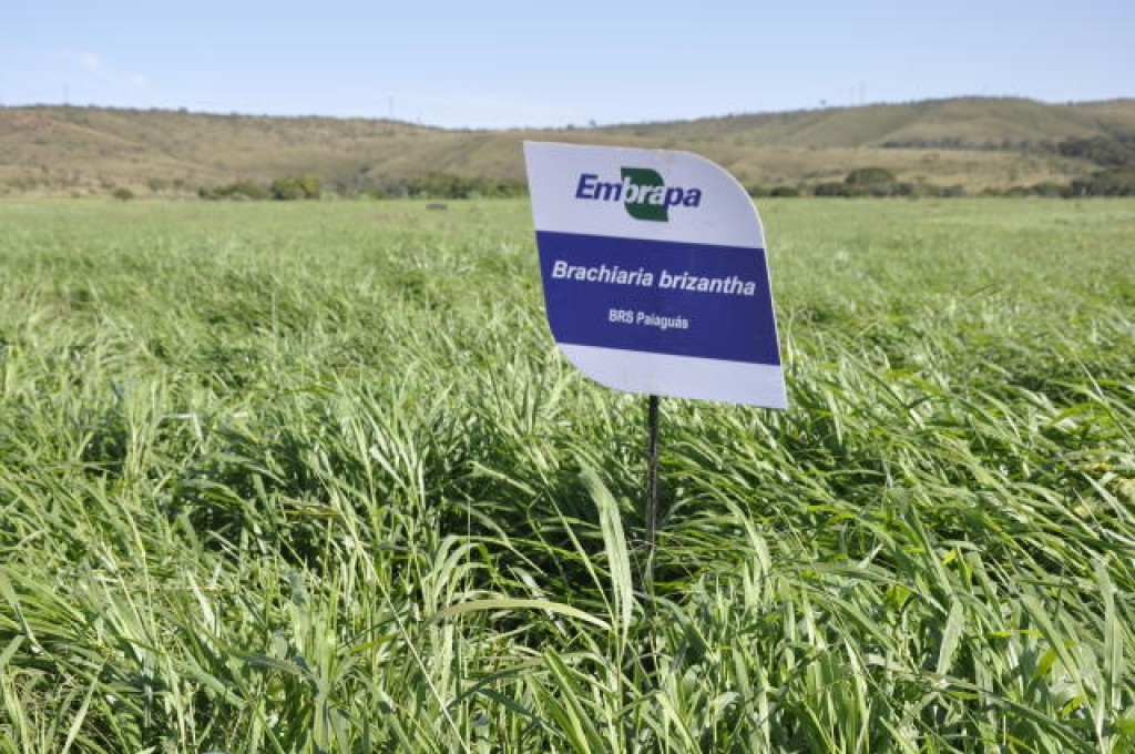Embrapa desenvolve bioinsumo que promete recuperar pastagens