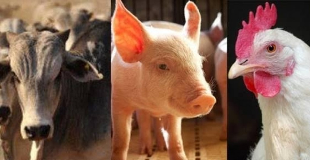 Plantel brasileiro de animais ultrapassa 1,8 bilhão de cabeças