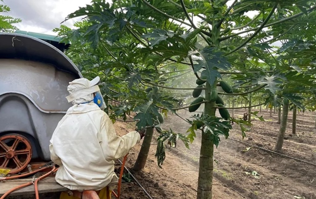 Embrapa cria “protetor” para proteger folhas e frutos do sol