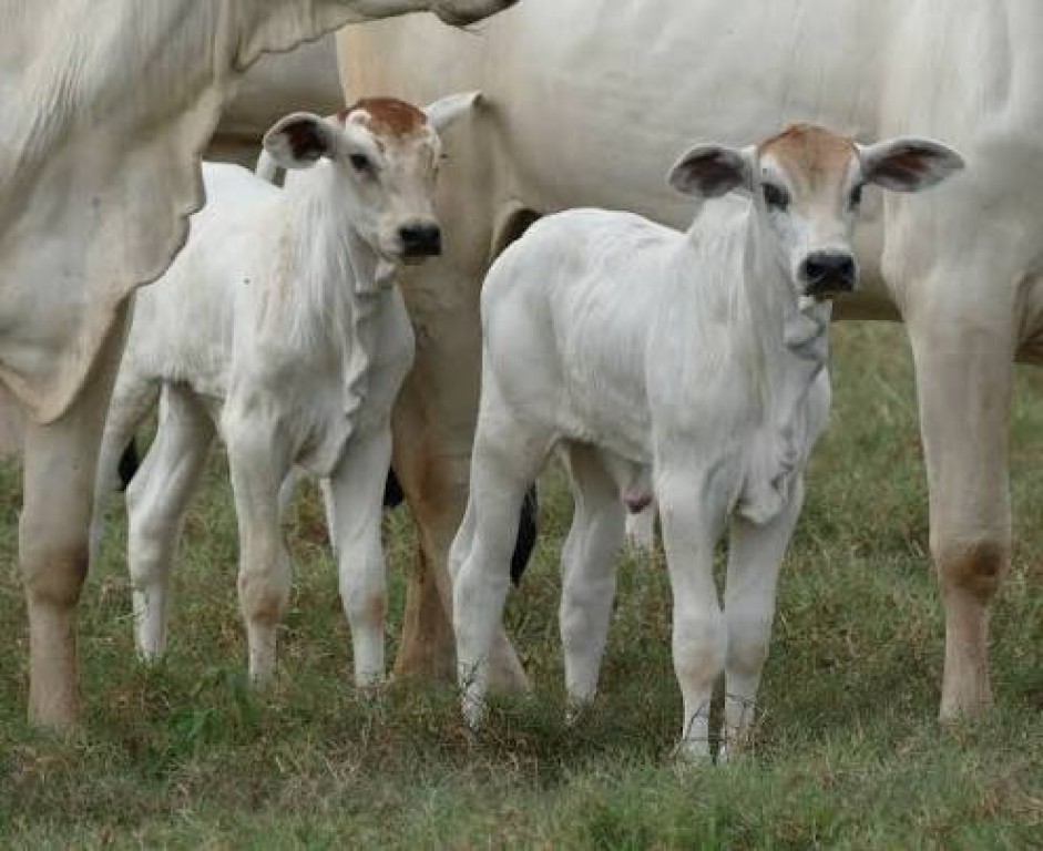 Bezerro exige 9,7 arrobas e impõe pior troca ao pecuarista desde 2021
