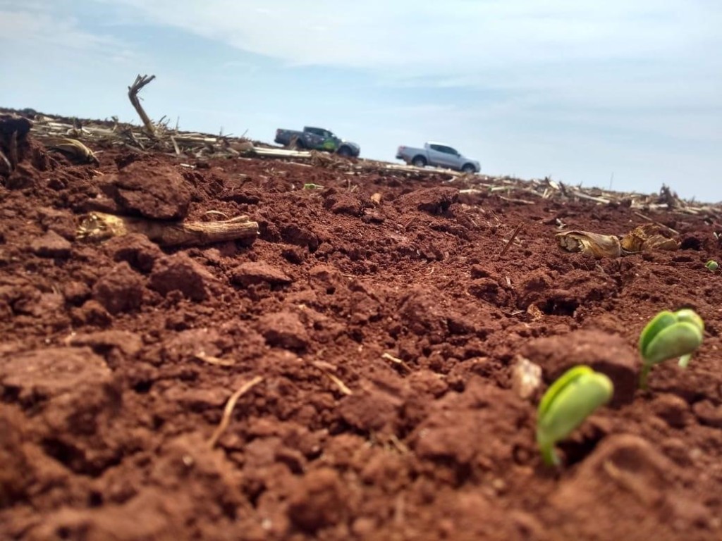 Clima adverso força revisão da previsão de colheita na safra de soja 2025/26