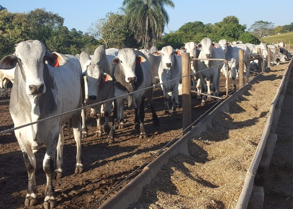 Confinamento avança no Brasil e amplia eficiência da produção de carne bovina