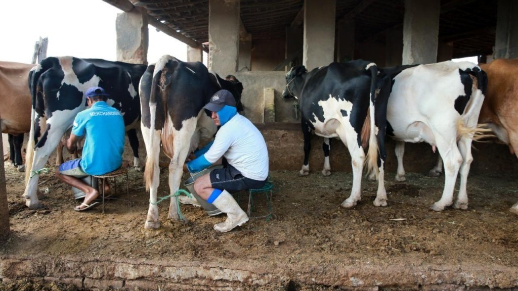 Produtores de leite terão encontro voltado à produtividade e gestão