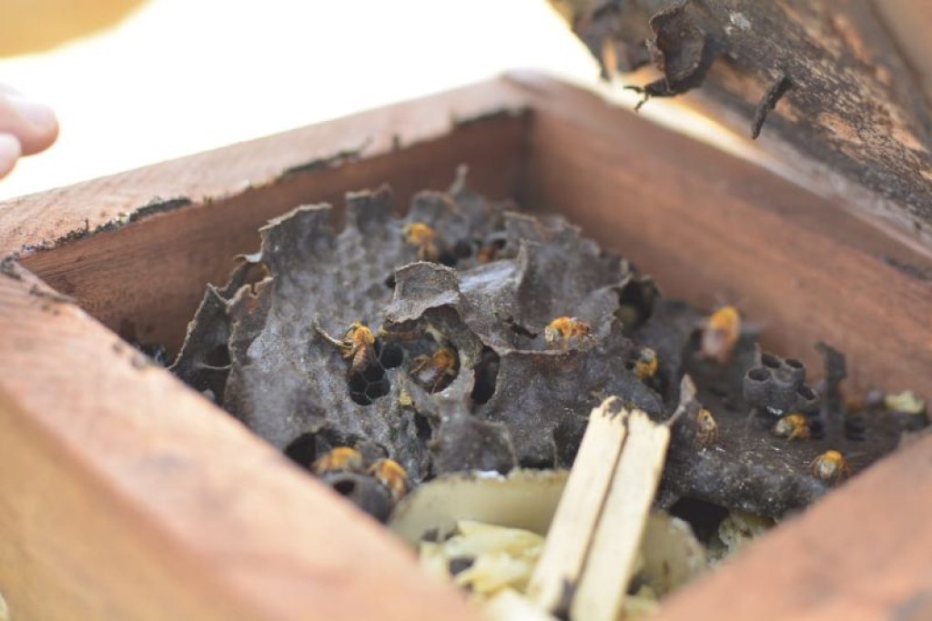 Café e inovação no campo impulsionam renda e produção no Norte