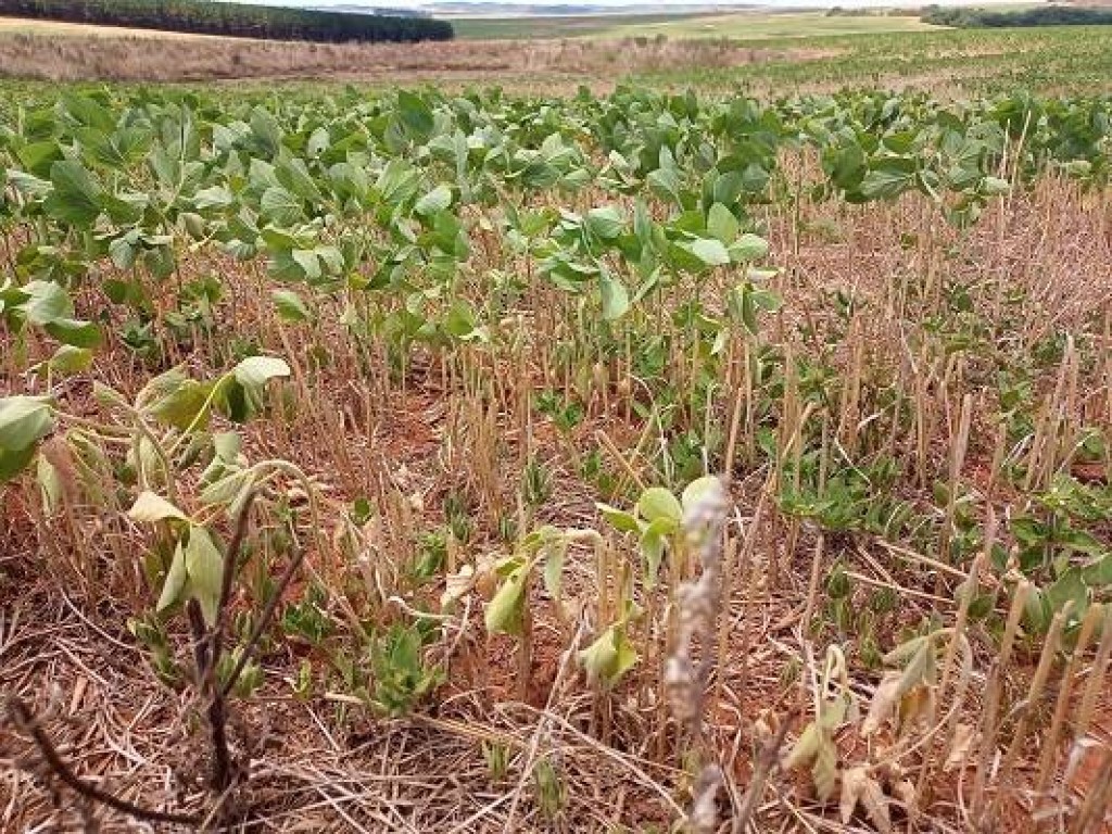 Produtores pressionam governo por solução às dívidas rurais