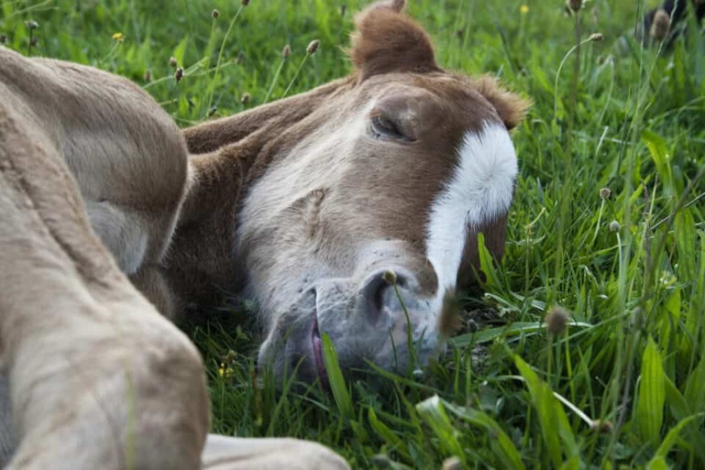 Mapa apura mortes de animais e suspende vacinas e ração