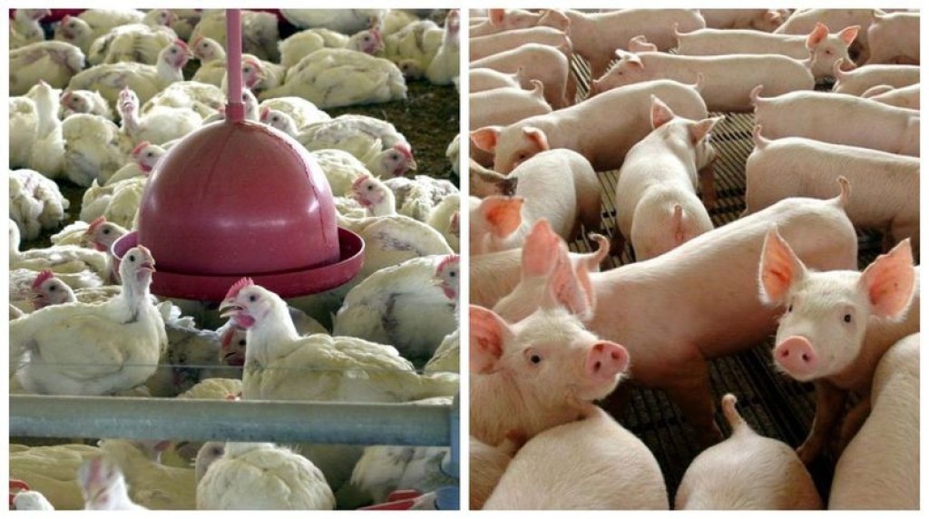 Exportações de carne de frango avançam, enquanto suínos perdem força