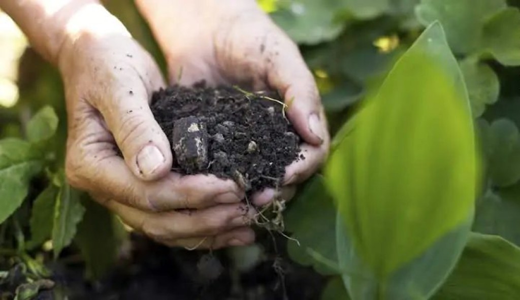 Áreas tratadas com bioinsumos chegaram a 194 milhões de hectares