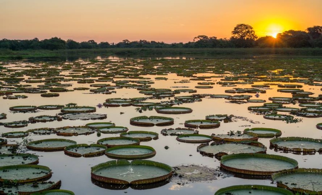 Carta do Pantanal defende plano integrado de desenvolvimento sustentável