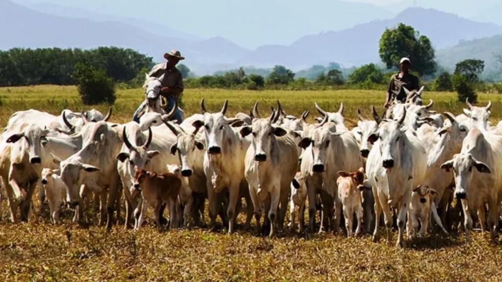 Pecuária registra recordes históricos na criação de gado e produção de ovos