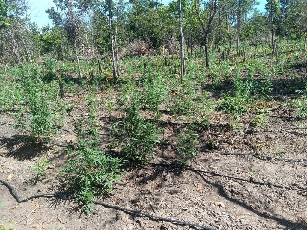 PM impede a 70ª invasão de terra e apreende plantação de 5 mil pés de maconha em Luciara