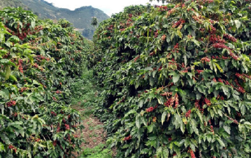 Produção do café arábica deve bater 34,96 milhões de sacas, segundo a Conab
