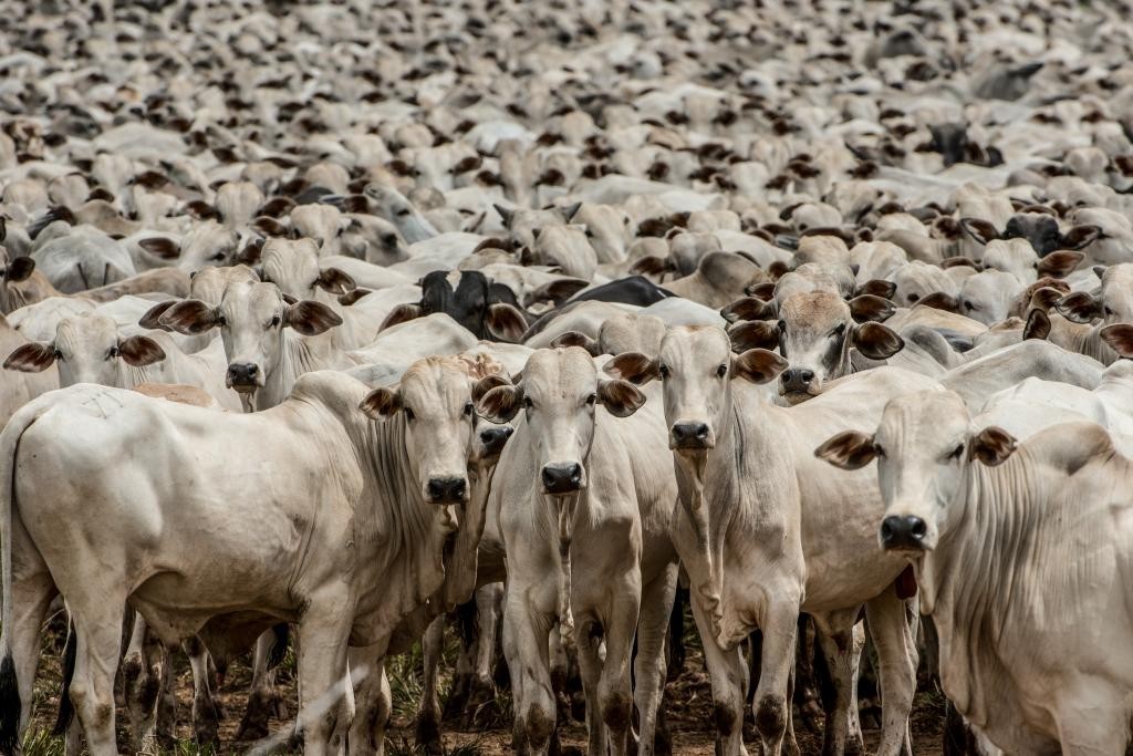 Parasitas bovinos podem causar prejuízos superiores a R$ 16 bilhões anuais à pecuária