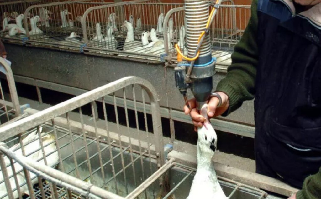 Brasil proíbe foie gras; mercado deve movimentar R$ 5,7 bilhões em 2026