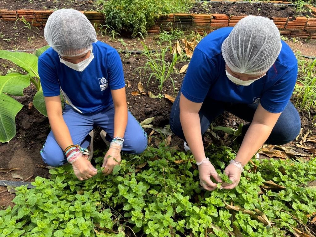Escola do campo transforma plantas do Cerrado em pomadas naturais e aproxima alunos da ciência