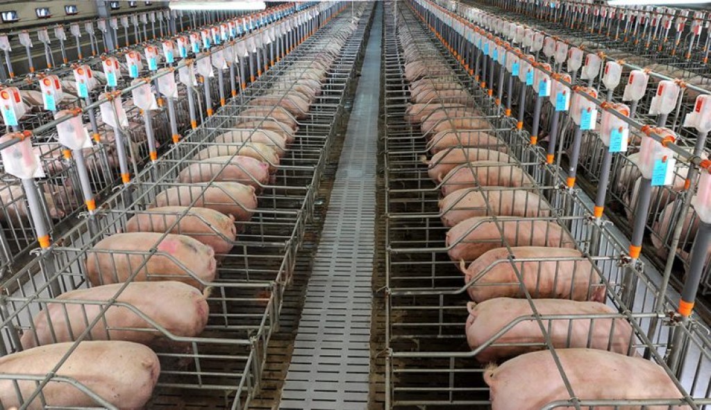 Exportação cresce, mas excesso de carne derruba renda
